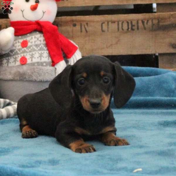 Brody – Mini, Dachshund Puppy