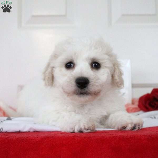 Brody, Bichon Frise Puppy