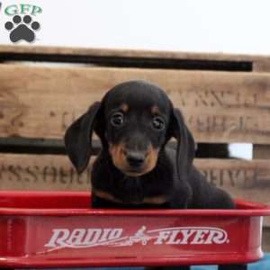 Brody – Mini, Dachshund Puppy