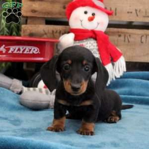 Brody – Mini, Dachshund Puppy