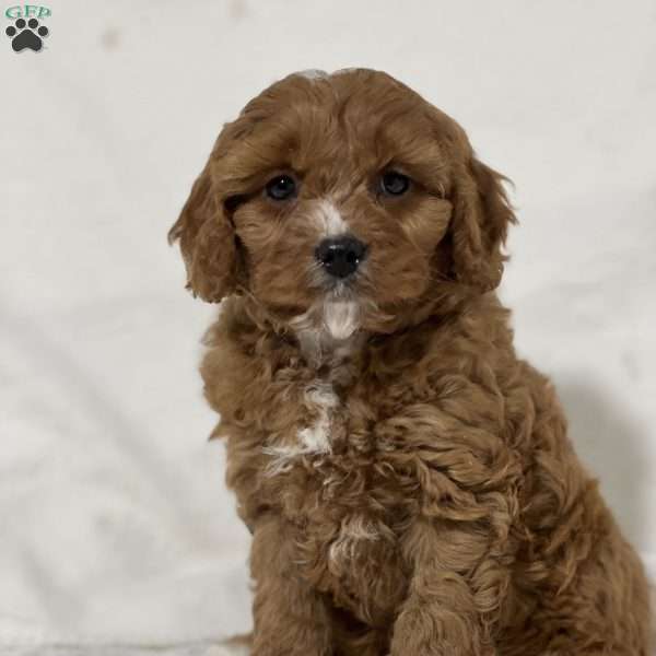 Brody, Cavapoo Puppy