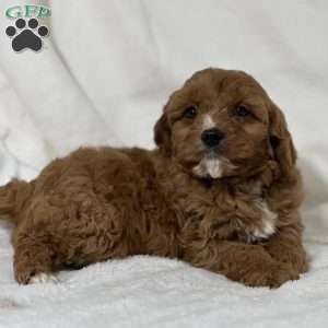 Brody, Cavapoo Puppy