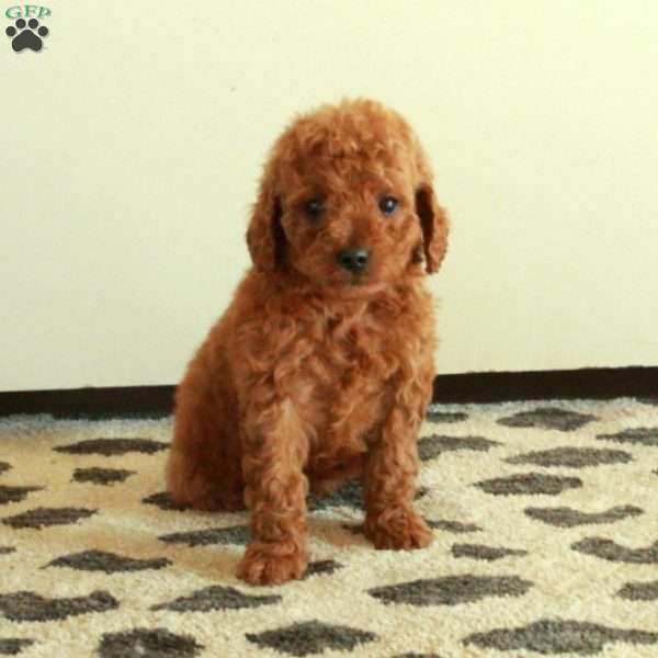 Brooke, Mini Goldendoodle Puppy