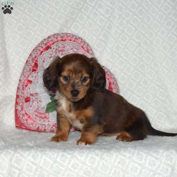 Brookie-Miniature, Dachshund Puppy