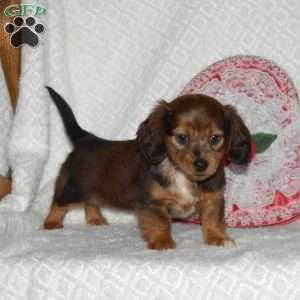 Brookie-Miniature, Dachshund Puppy