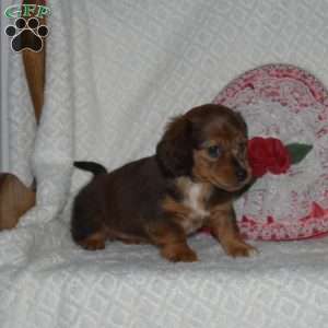 Brookie-Miniature, Dachshund Puppy