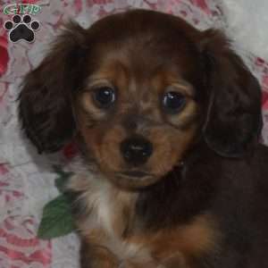 Brookie-Miniature, Dachshund Puppy