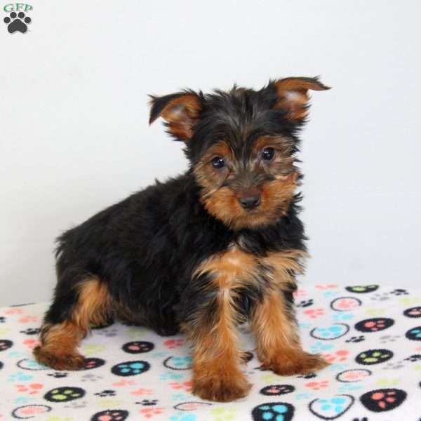 Bruce, Yorkie Puppy