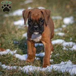 Bruno, Boxer Puppy