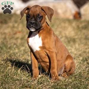 Bruno, Boxer Puppy