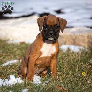 Bruno, Boxer Puppy