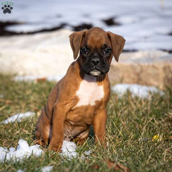 Bruno, Boxer Puppy