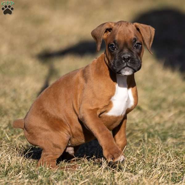 Bruno, Boxer Puppy