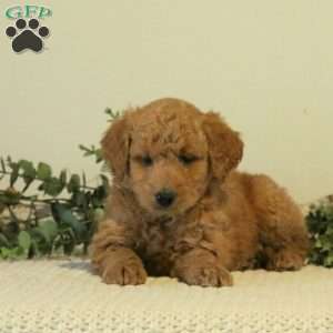 Bruno, Mini Goldendoodle Puppy