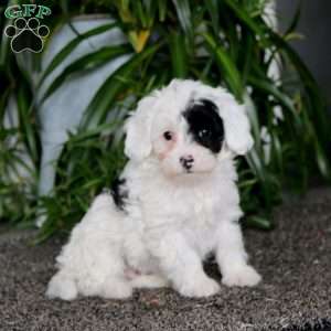 Bryce, Morkie-Poo Puppy