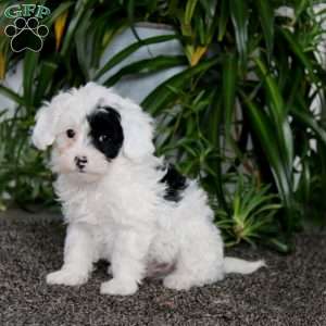 Bryce, Morkie-Poo Puppy