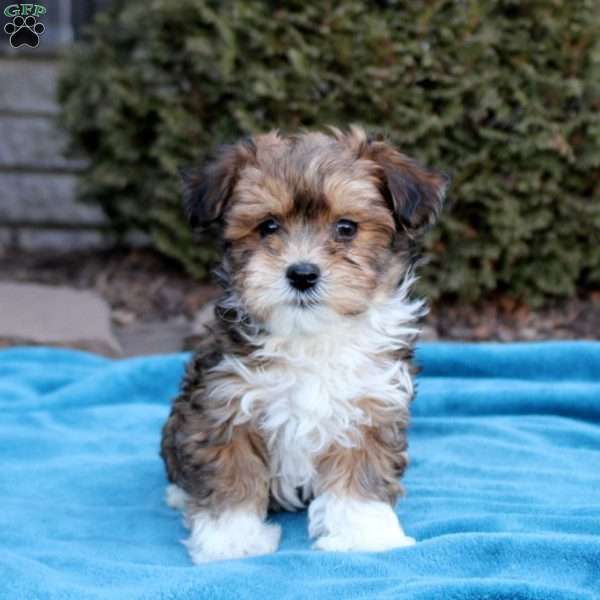 Bryson, Havanese Puppy