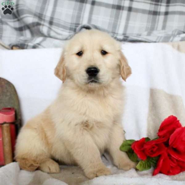 Bryson, Golden Retriever Puppy