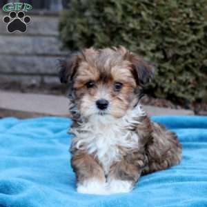 Bryson, Havanese Puppy