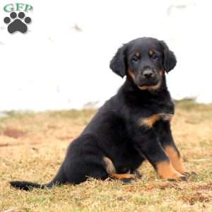 Bryson, Labrador Mix Puppy