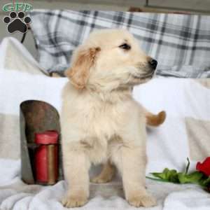 Bryson, Golden Retriever Puppy