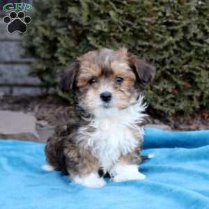 Bryson, Havanese Puppy