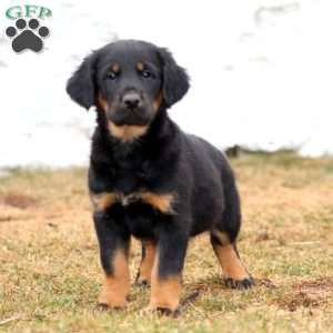 Bryson, Labrador Mix Puppy