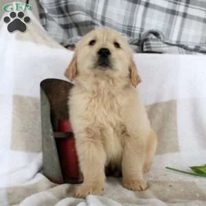 Bryson, Golden Retriever Puppy