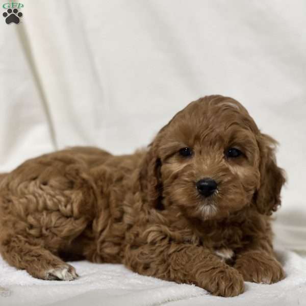 Bryson, Cavapoo Puppy