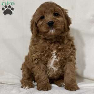 Bryson, Cavapoo Puppy