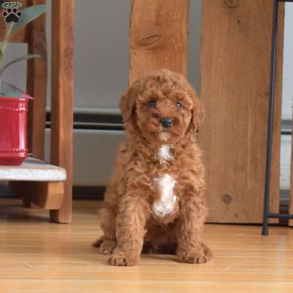 Bubbles, Mini Labradoodle Puppy