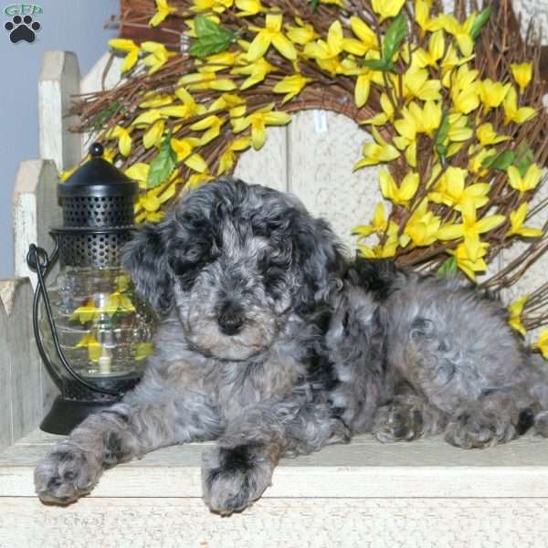 Bubbles, Mini Labradoodle Puppy