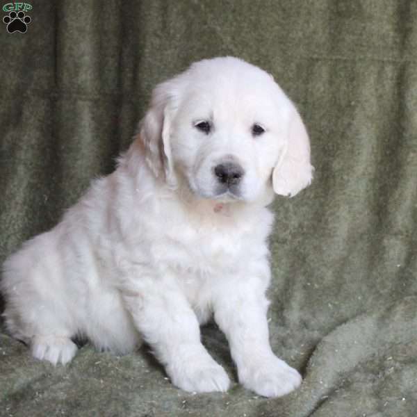 Bubbles, English Cream Golden Retriever Puppy