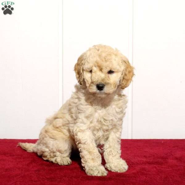 Bubbles, Cockapoo Puppy