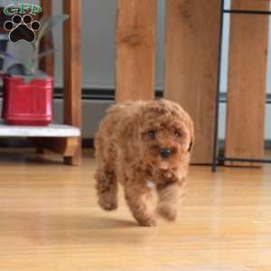 Bubbles, Mini Labradoodle Puppy