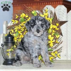 Bubbles, Mini Labradoodle Puppy