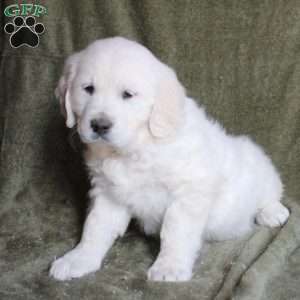 Bubbles, English Cream Golden Retriever Puppy