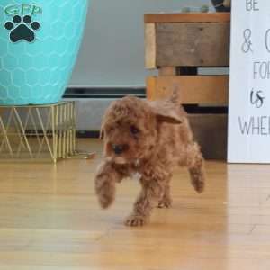 Bubbles, Mini Labradoodle Puppy