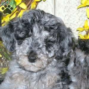 Bubbles, Mini Labradoodle Puppy