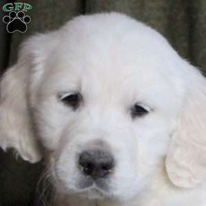 Bubbles, English Cream Golden Retriever Puppy