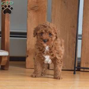 Bubbles, Mini Labradoodle Puppy