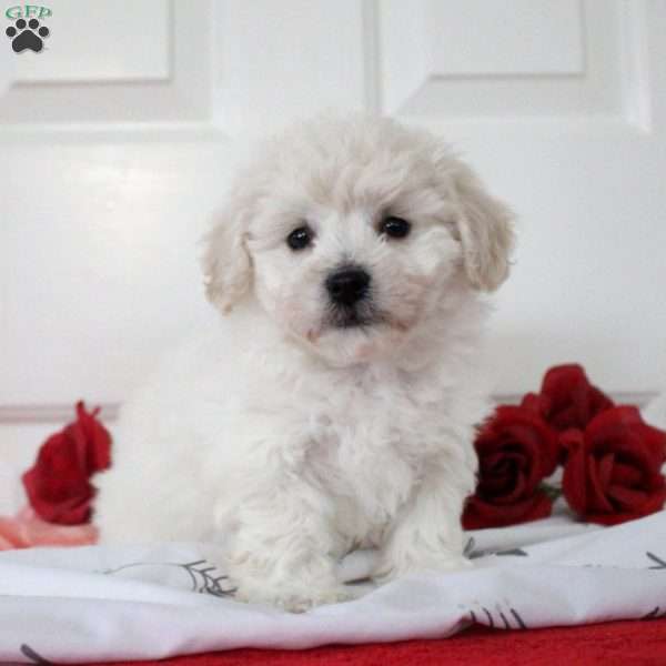 Bubbles, Bichon Frise Puppy