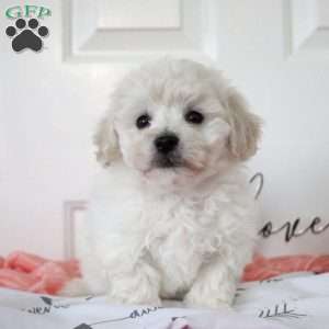 Bubbles, Bichon Frise Puppy