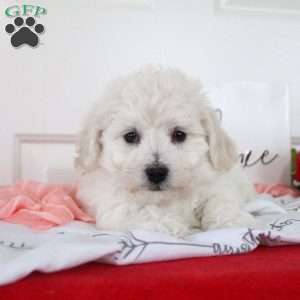 Bubbles, Bichon Frise Puppy