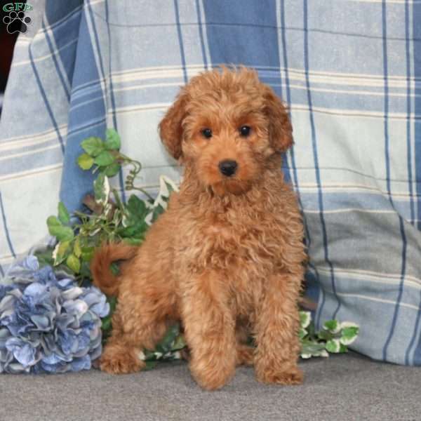 Bubbles, Cockapoo Puppy