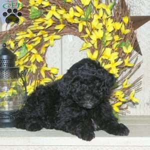 Bucky, Mini Labradoodle Puppy