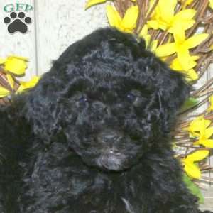 Bucky, Mini Labradoodle Puppy