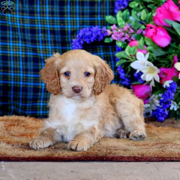 Bud, Cockapoo Puppy