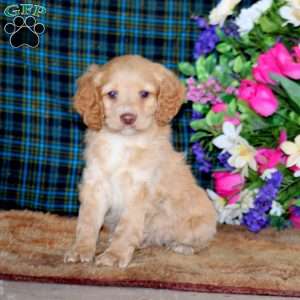 Bud, Cockapoo Puppy