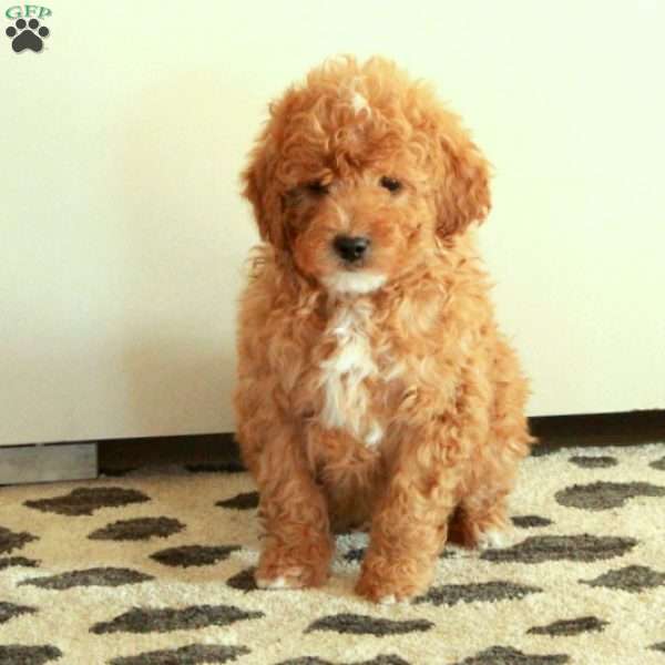 Buddy, Mini Goldendoodle Puppy